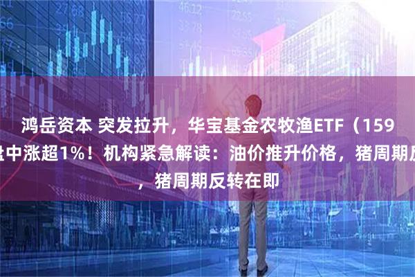 鸿岳资本 突发拉升，华宝基金农牧渔ETF（159275）盘中涨超1%！机构紧急解读：油价推升价格，猪周期反转在即